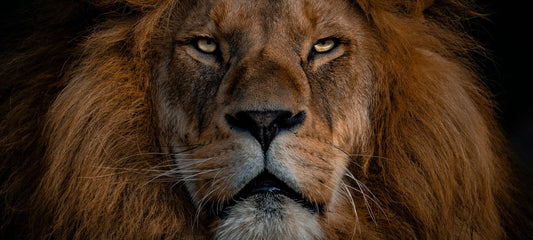 Health Benefits of Lion’s Mane: Cognitive Performance Boost